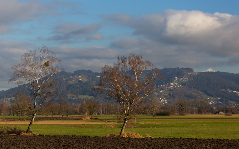 Lauteracherried im Jänner 52